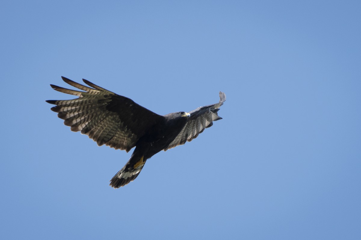 Zone-tailed Hawk - Moises Rodriguez