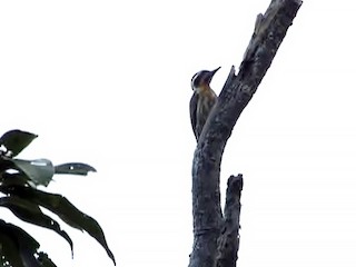  - Sulu Pygmy Woodpecker