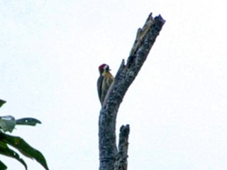  - Sulu Pygmy Woodpecker