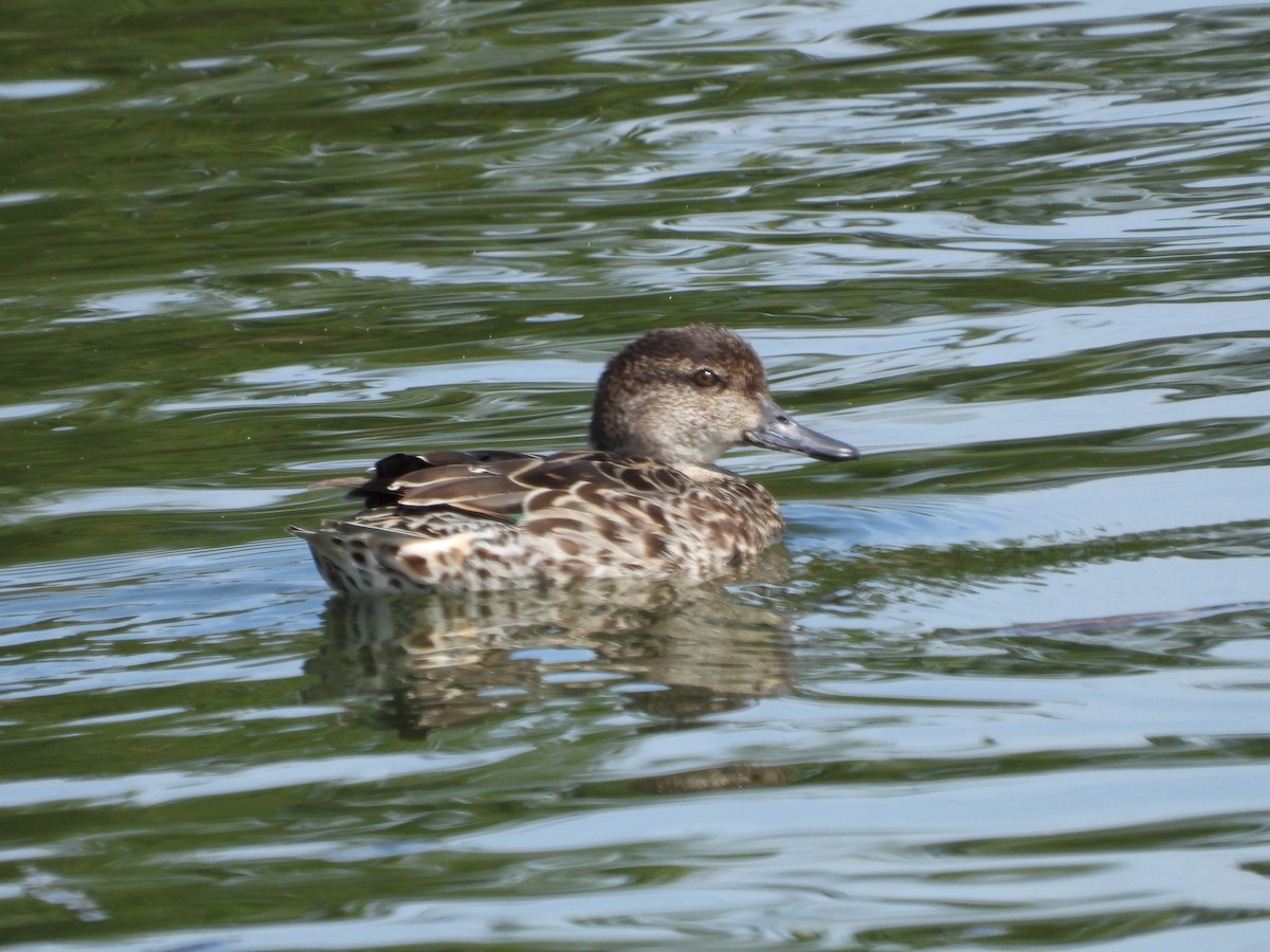 Green-winged Teal - ML372001091