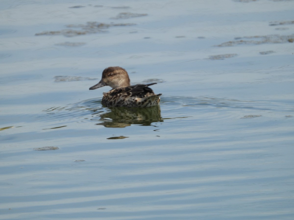 Green-winged Teal - ML372001841