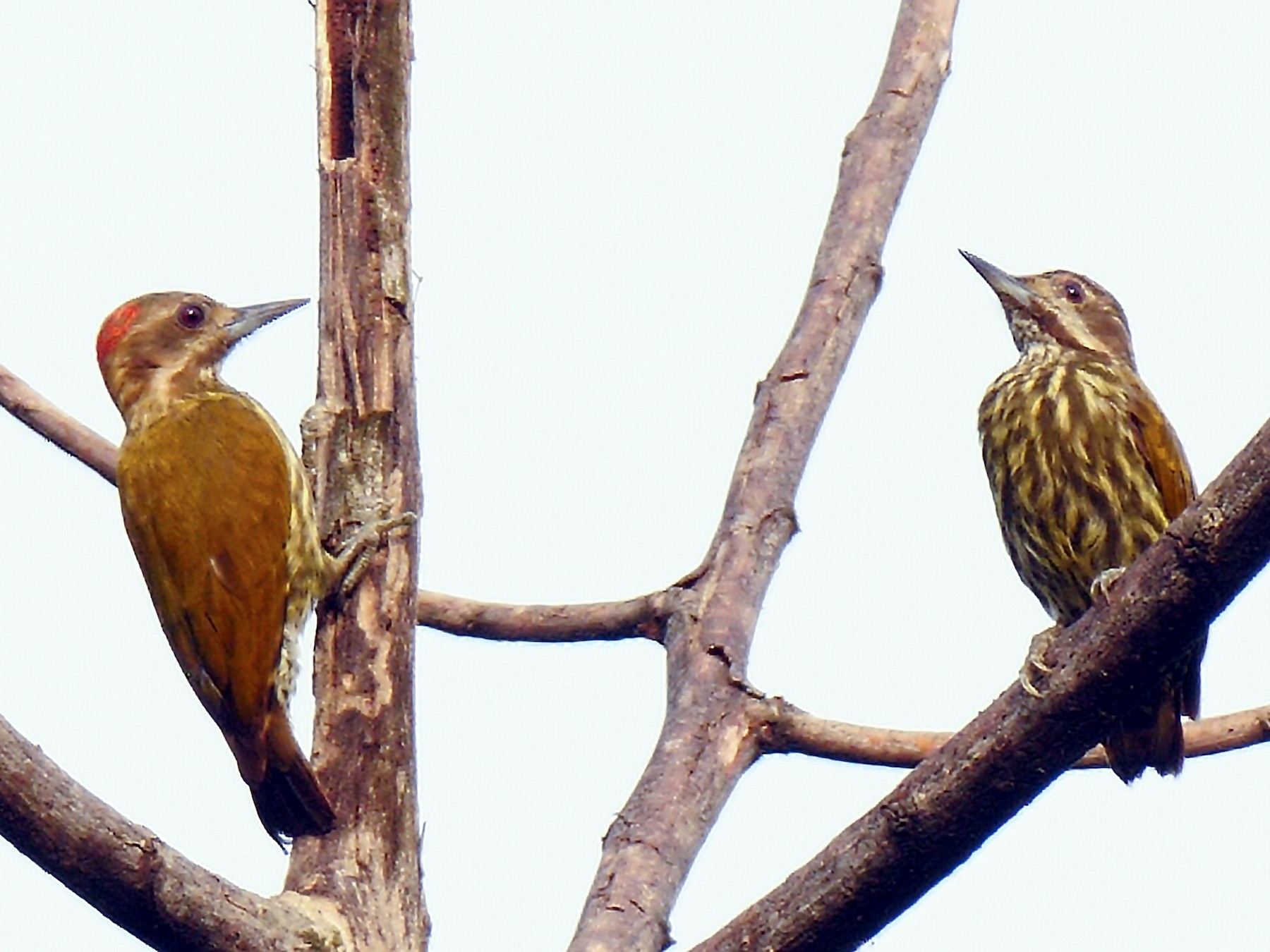 Melancholy Woodpecker eBird