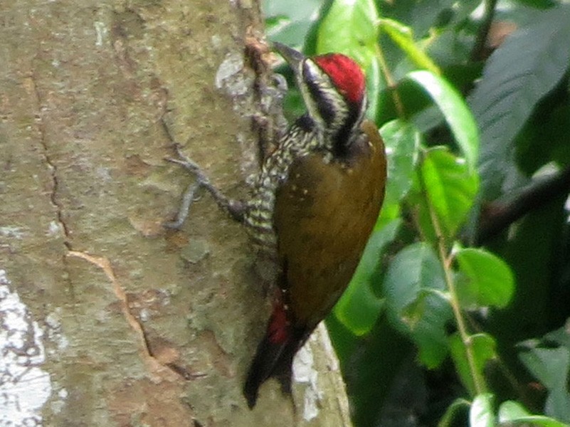 Fire-bellied Woodpecker - Allen Lewis