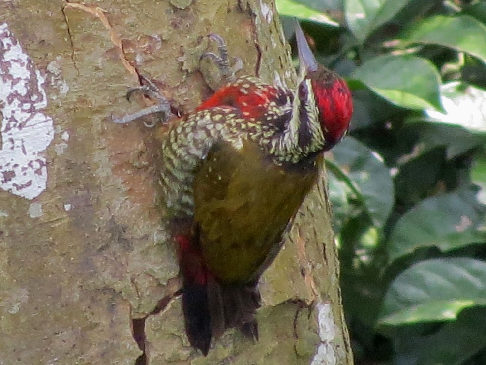 Fire-bellied Woodpecker - Phil Gregory | Sicklebill Safaris | www.birder.travel