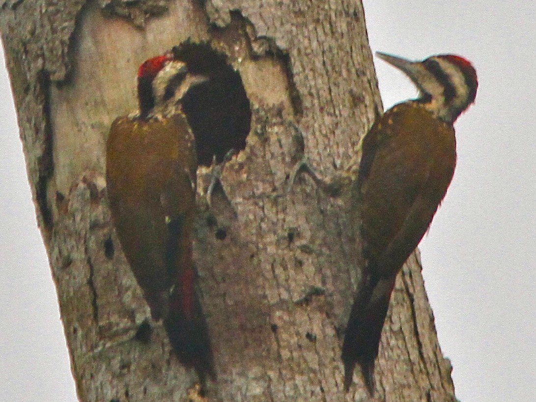 Fire-bellied Woodpecker - Don Roberson