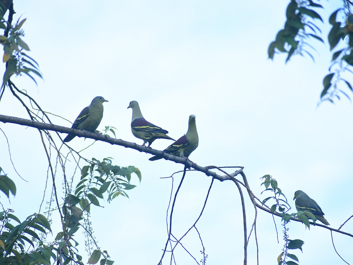 Gray-fronted Green-Pigeon - ML372012981