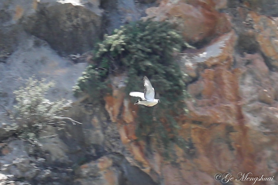 holub sněžný - ML372013131