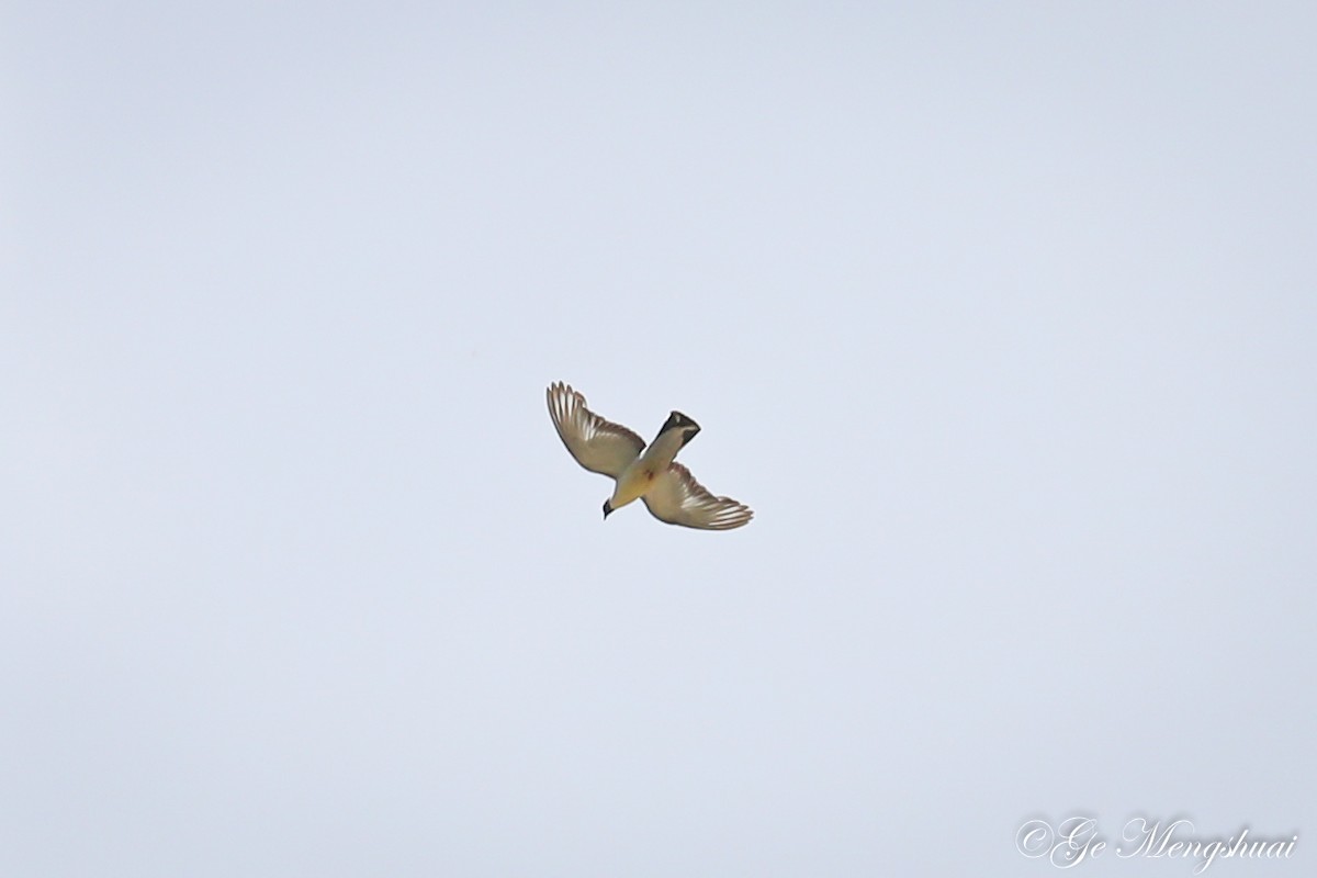 holub sněžný - ML372013141