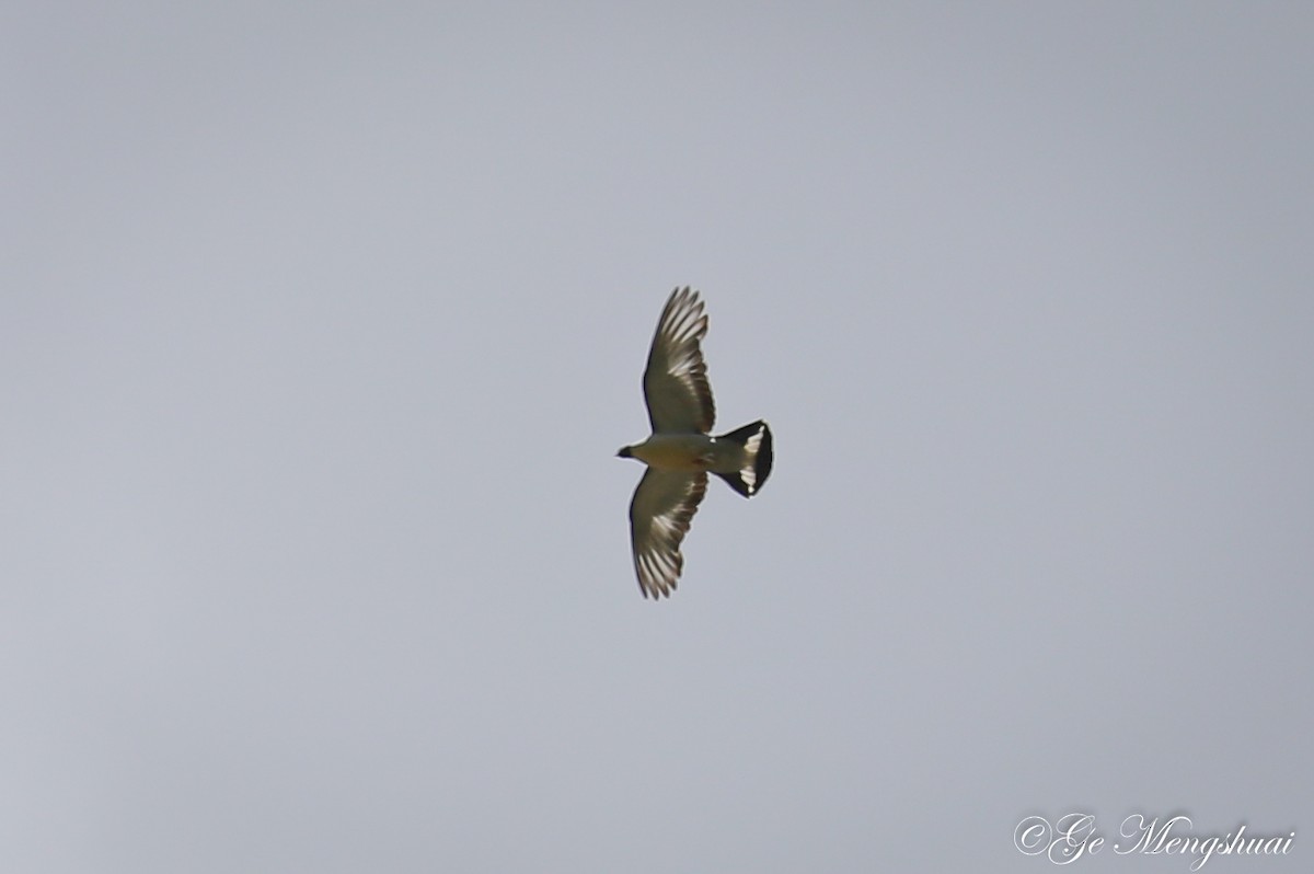 holub sněžný - ML372013151