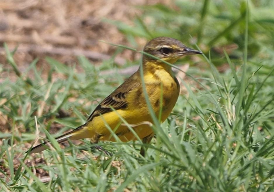 Western Yellow Wagtail - Paul Jaquith