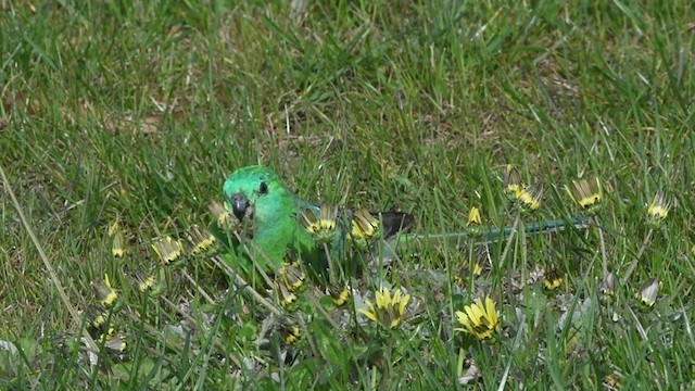 Red-rumped Parrot - ML372024091