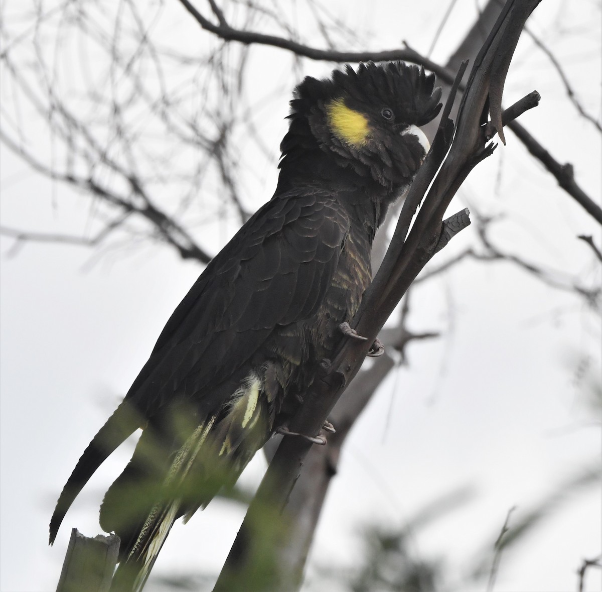 Yellow-tailed Black-Cockatoo - ML372041941