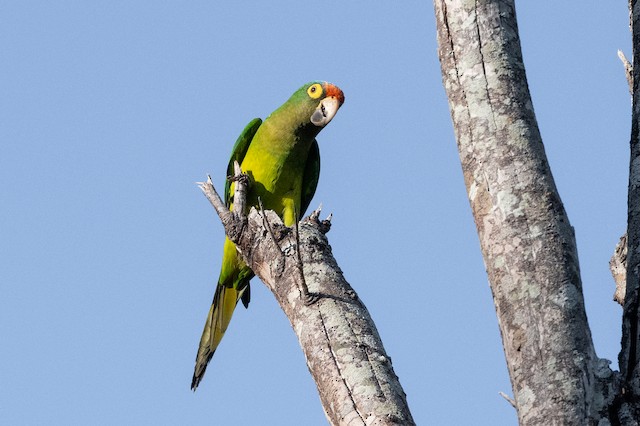 Orange-fronted Parakeet