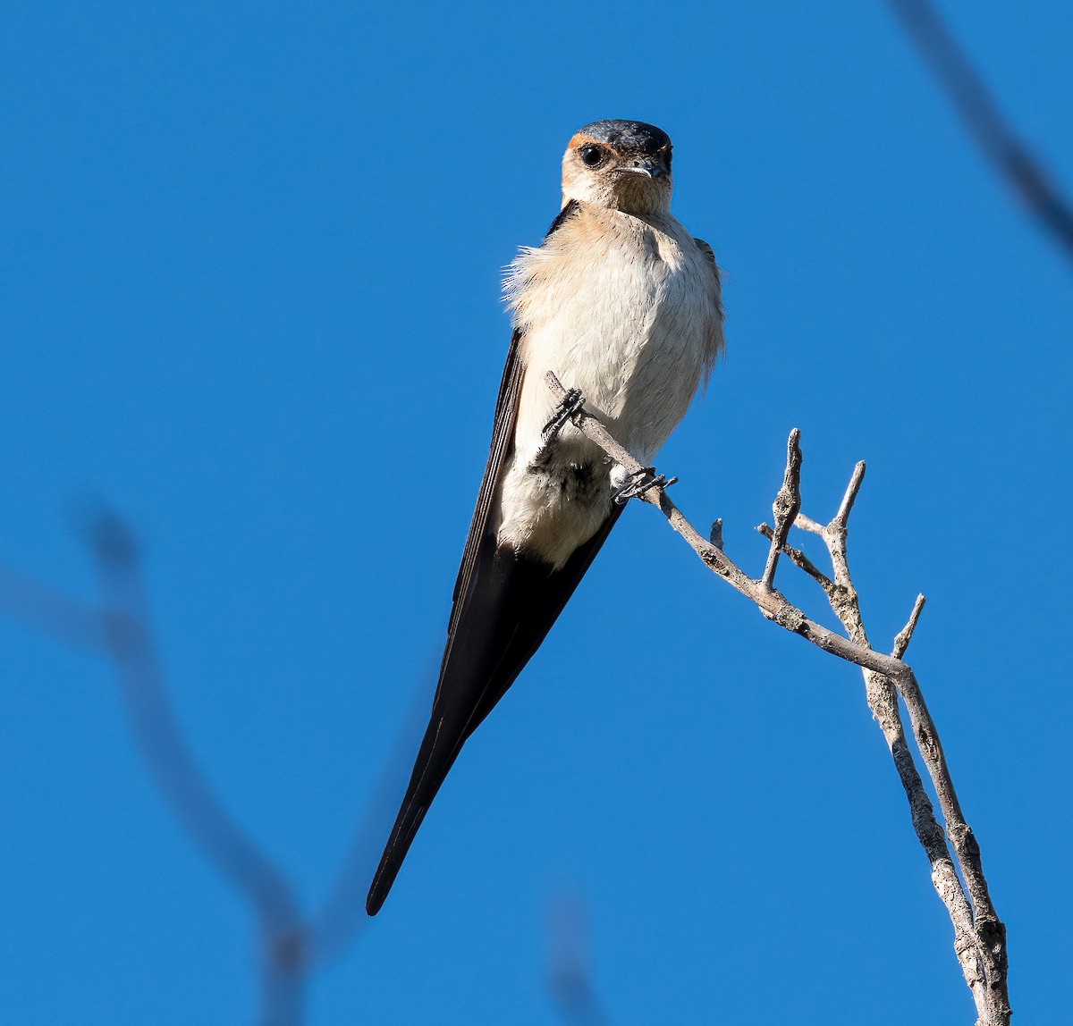 Red-rumped Swallow - ML372046601