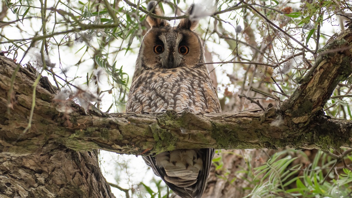Long-eared Owl - ML372048371