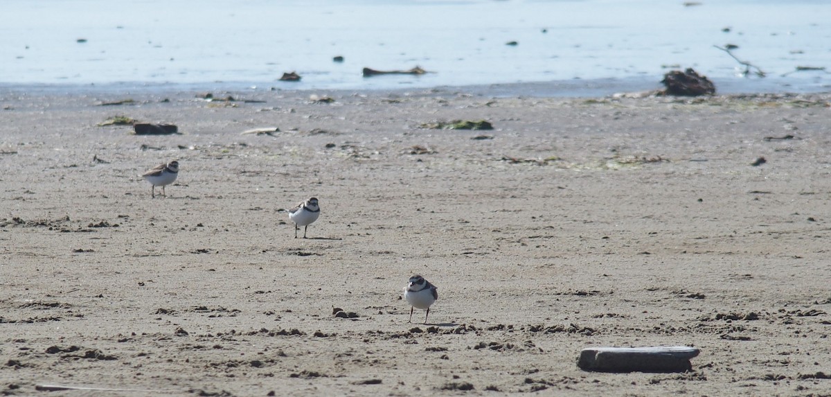 Semipalmated Plover - ML372051321