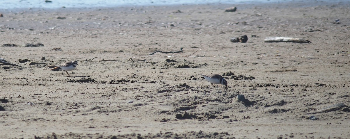 Semipalmated Plover - ML372051331