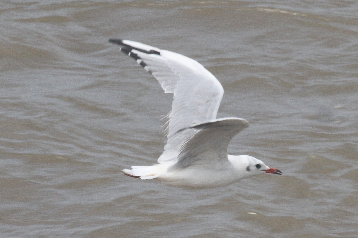 Mouette rieuse - ML372054351