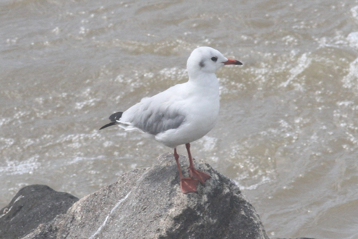 Mouette rieuse - ML372054361