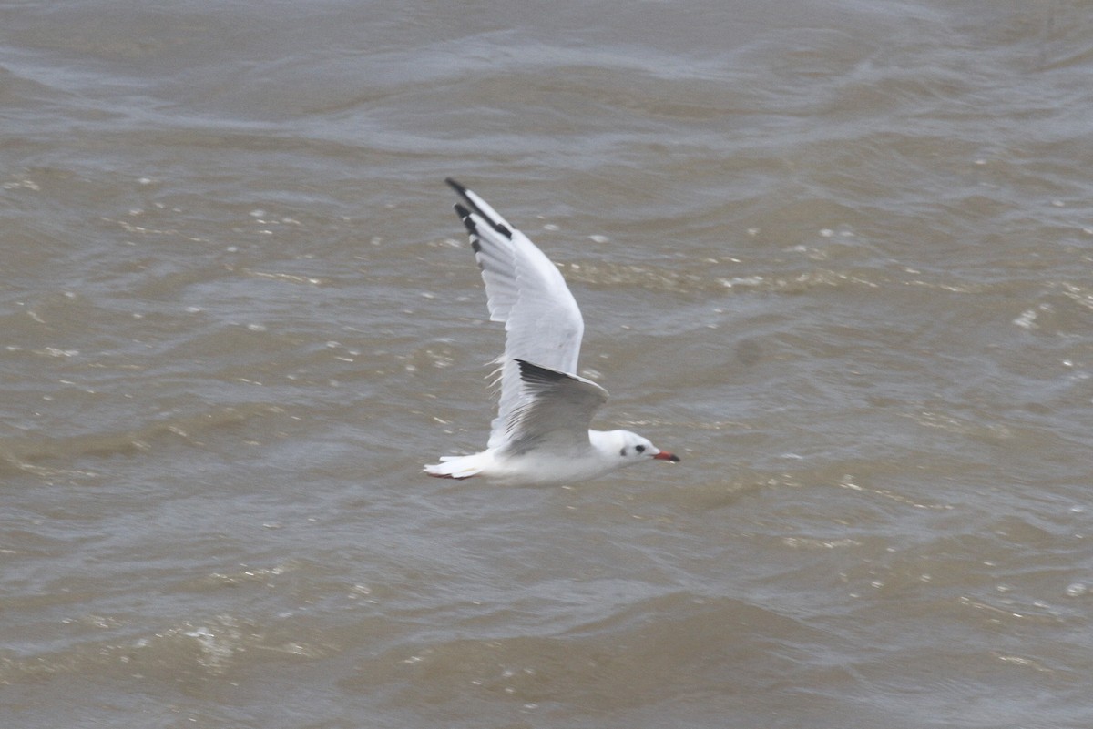 Mouette rieuse - ML372054391