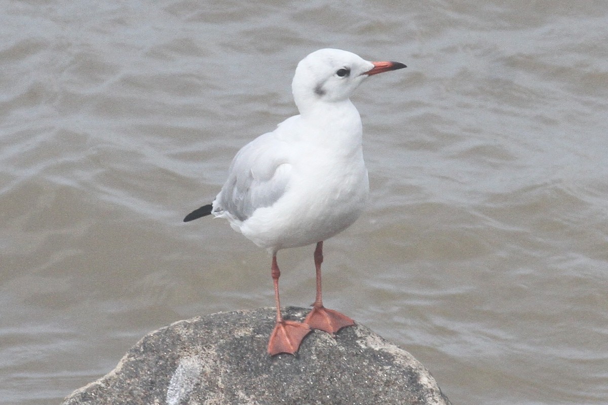 Mouette rieuse - ML372054411