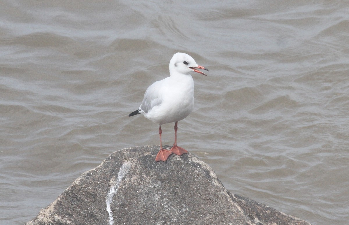 Mouette rieuse - ML372054461