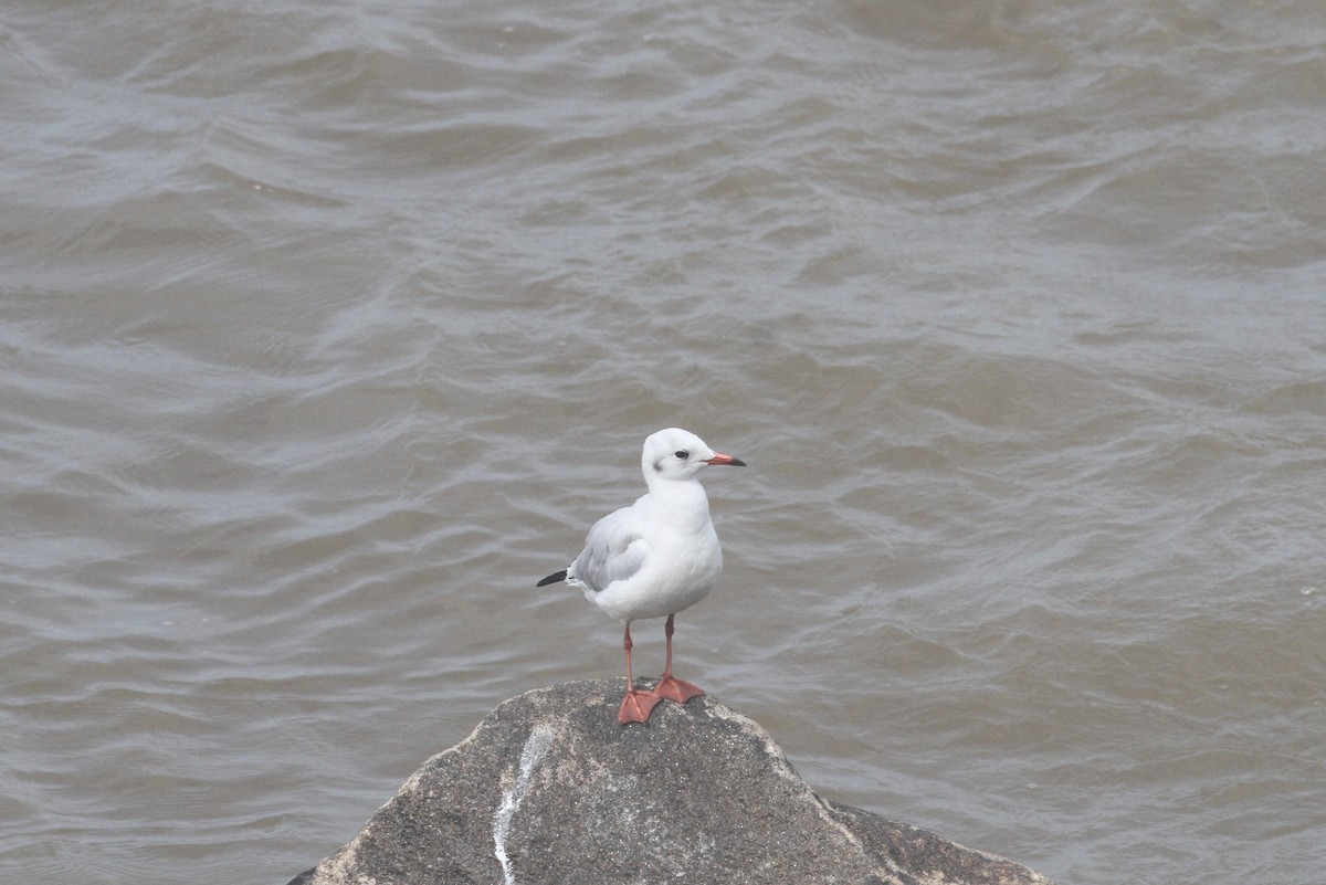 Mouette rieuse - ML372054521