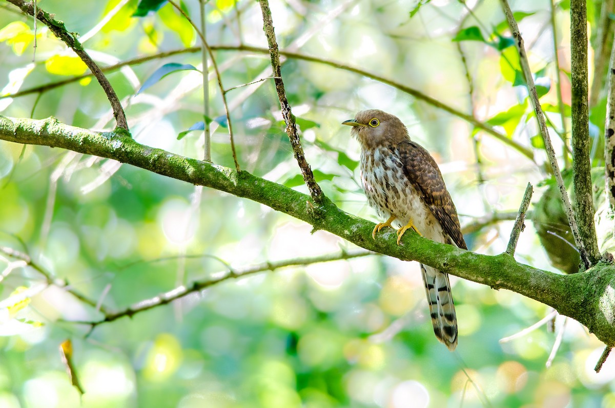 Common Hawk-Cuckoo - Sivaguru Noopuran PRS