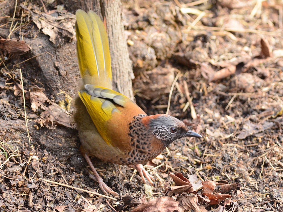 Chestnut-crowned Laughingthrush - ML372059321