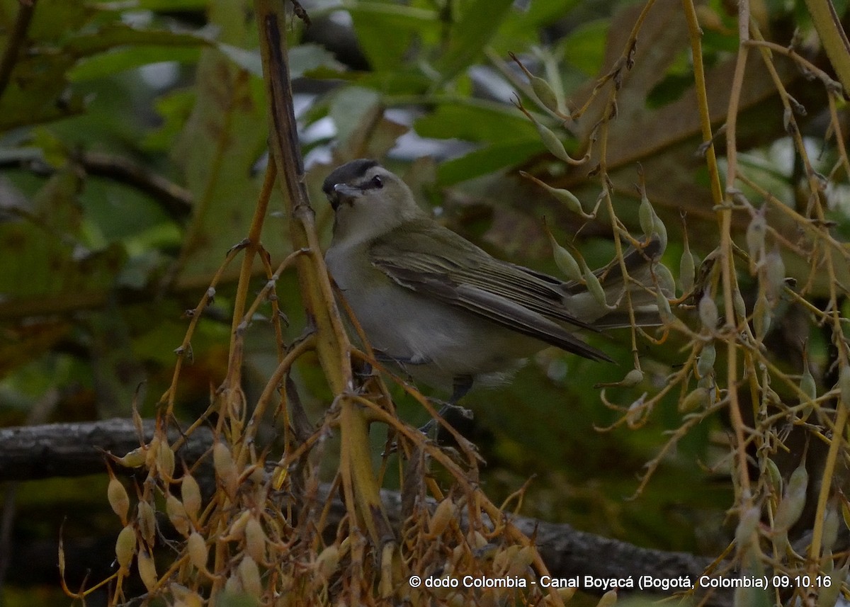 Red-eyed/Chivi Vireo - ML37205951
