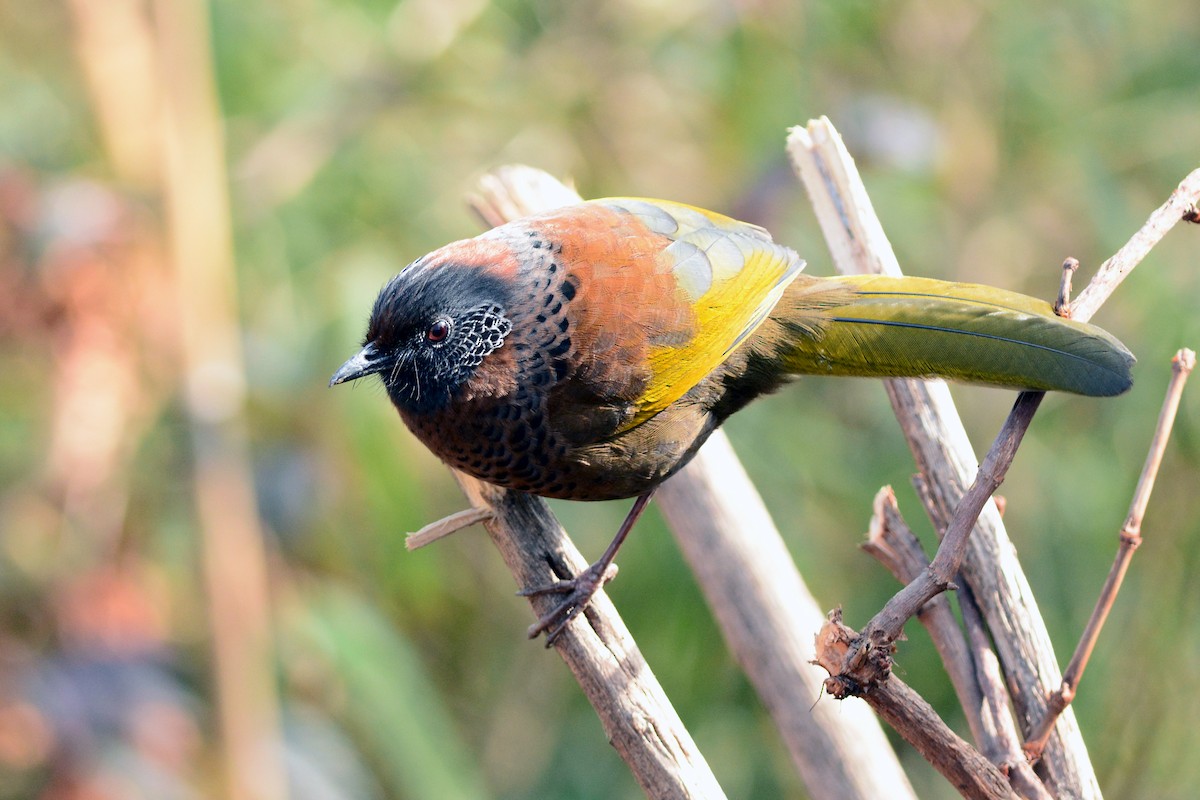 Chestnut-crowned Laughingthrush - ML372059641