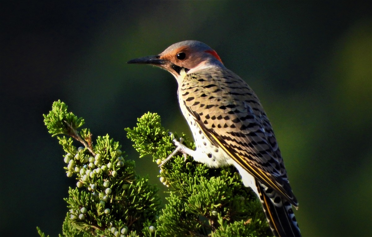 Northern Flicker (Yellow-shafted) - Philip Kyle