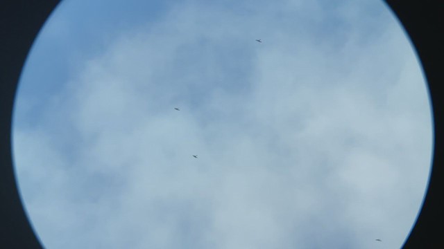 Swallow-tailed Kite - ML372060881