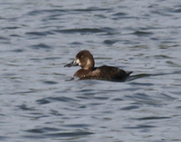 Greater Scaup - ML372068271
