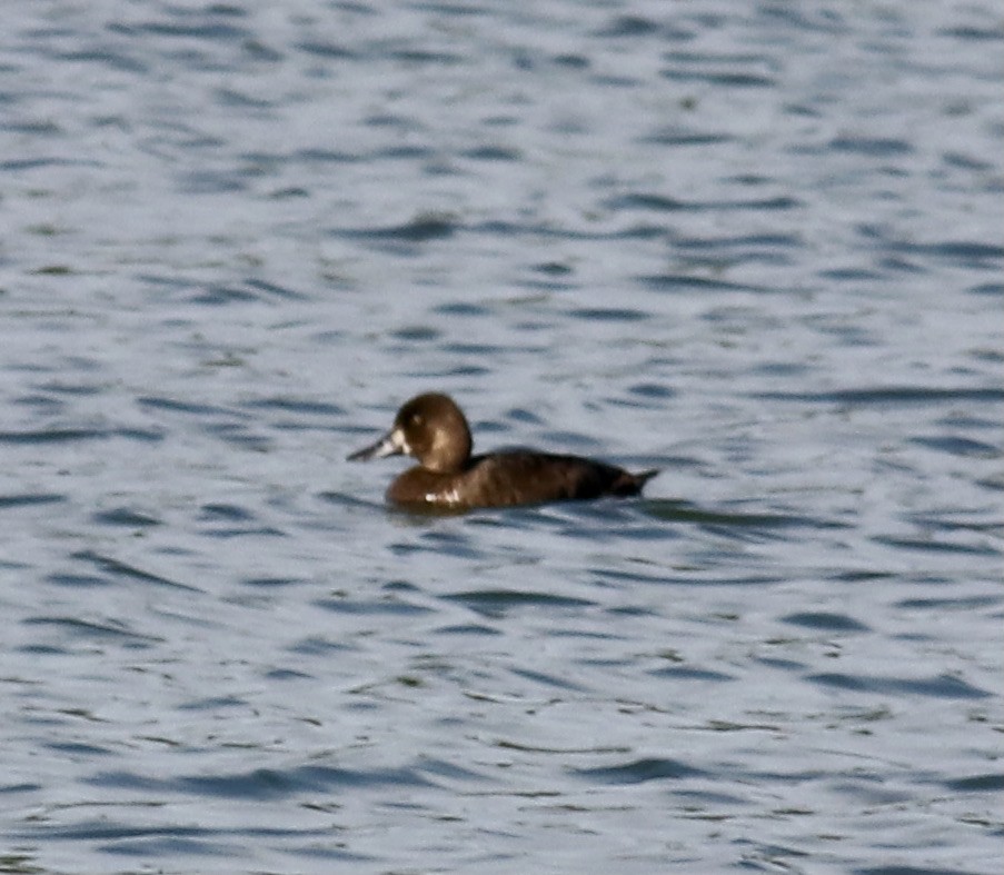 Greater Scaup - ML372068281