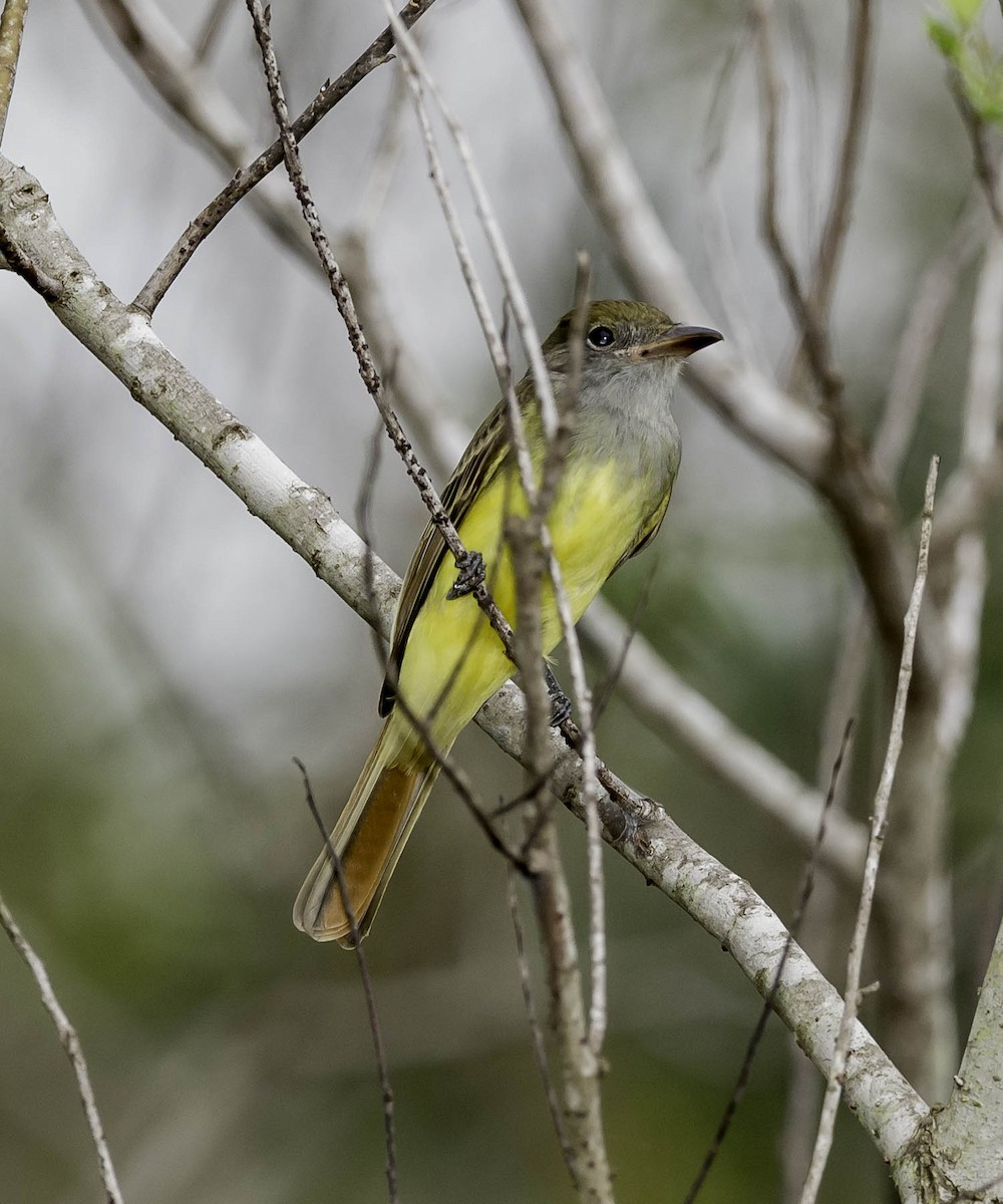 Great Crested Flycatcher - ML37206971