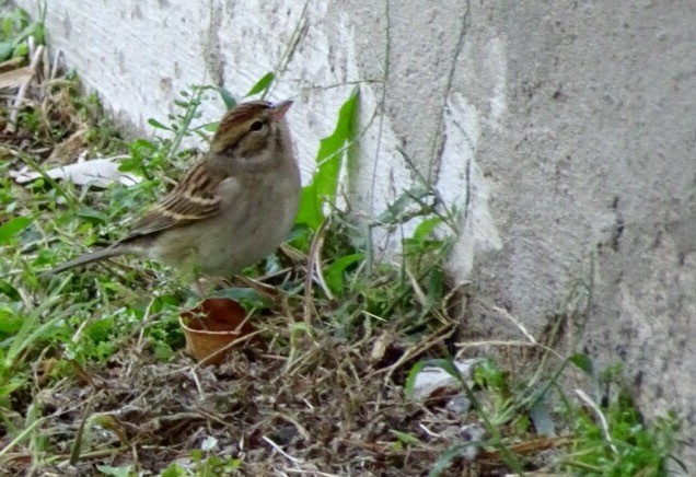 Chipping Sparrow - Dominic Garcia-Hall