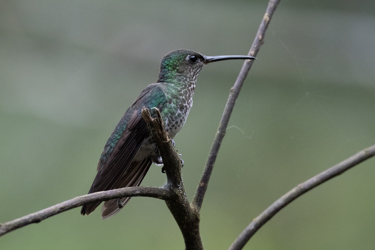Many-spotted Hummingbird - ML372073101