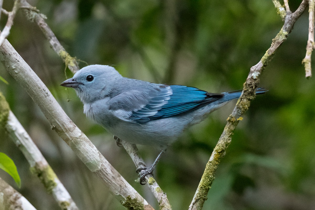 Blue-gray Tanager - ML372073381