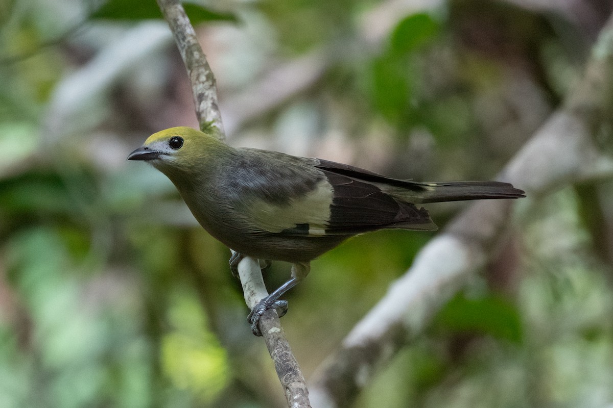 Palm Tanager - ML372073461