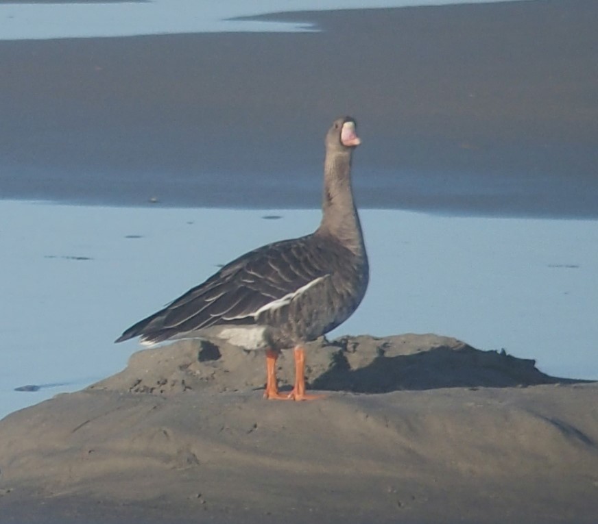 Greater White-fronted Goose - ML372076411