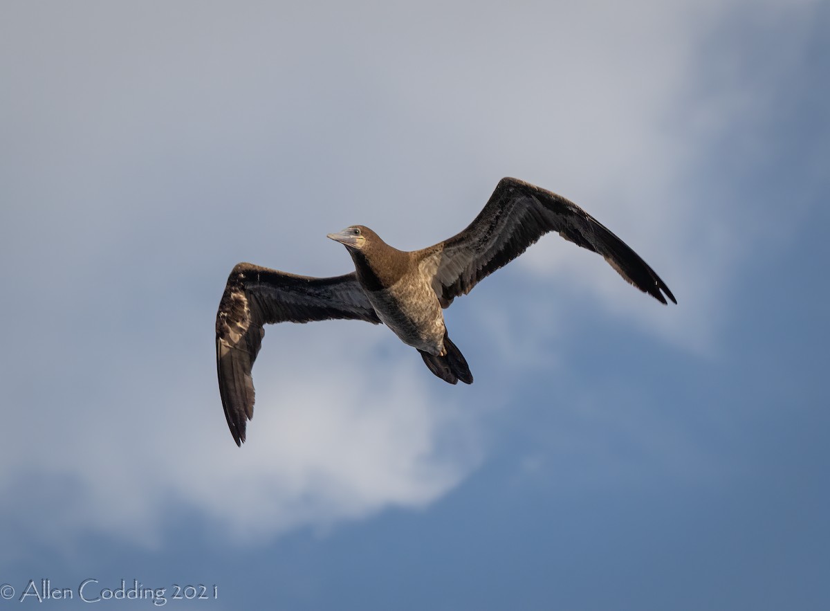 Brown Booby - ML372081791