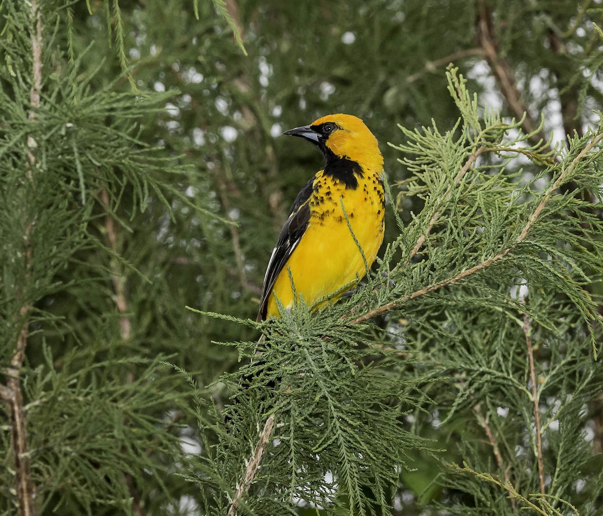 Spot-breasted Oriole - ML37208431