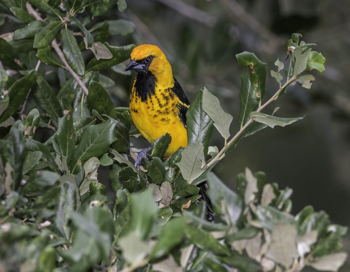Spot-breasted Oriole - ML37208441