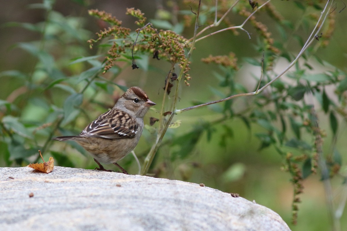 White-crowned Sparrow - ML37208531