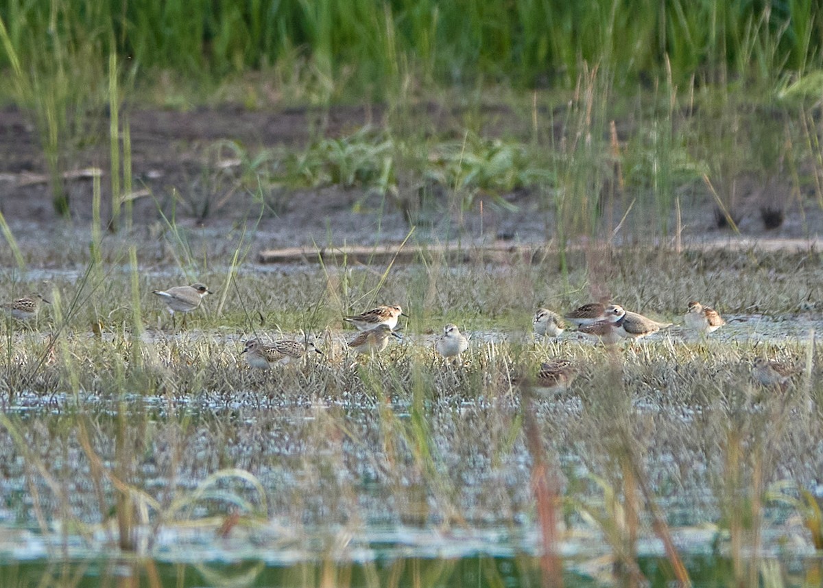 Semipalmated Plover - ML372091341