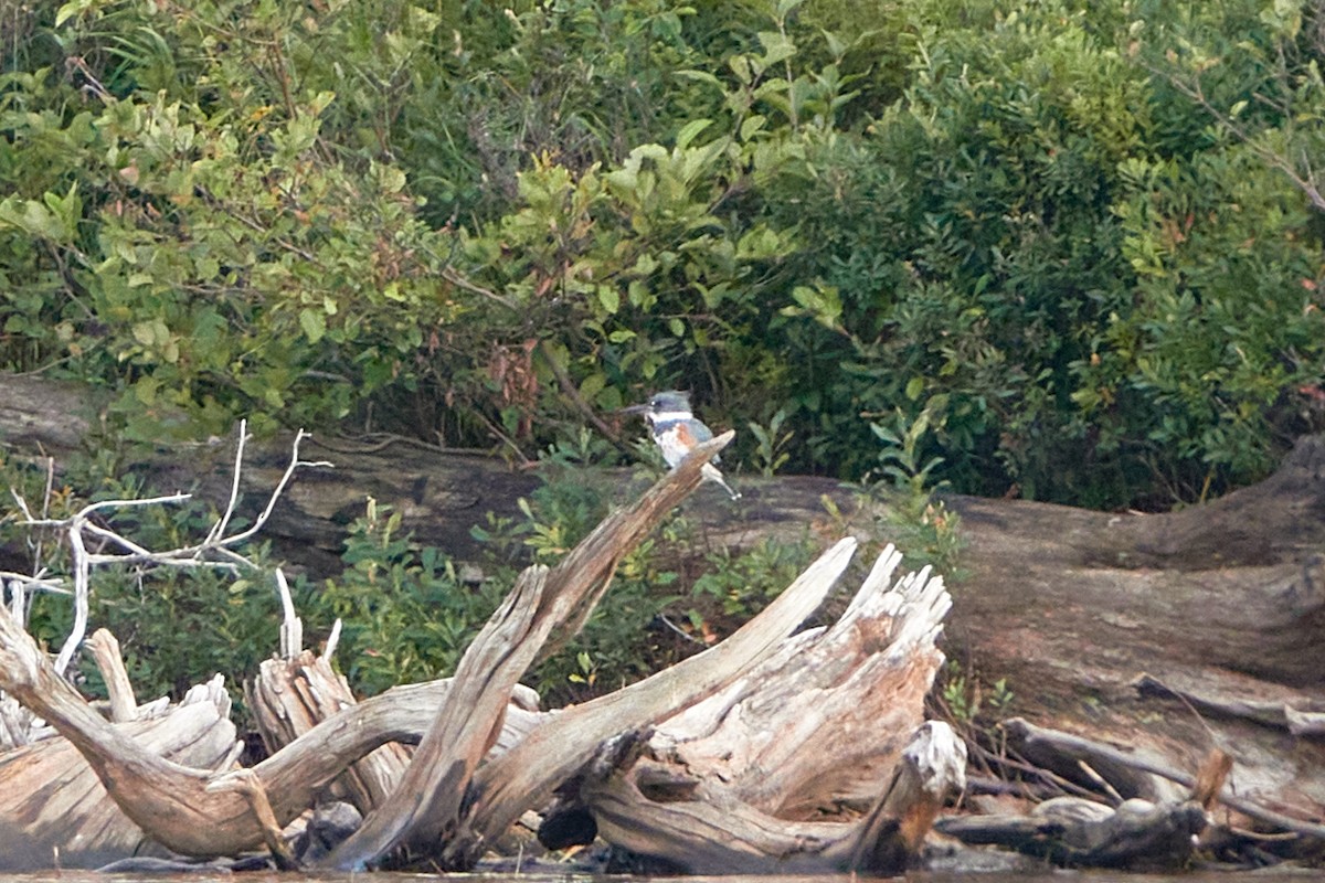 Belted Kingfisher - ML372093581
