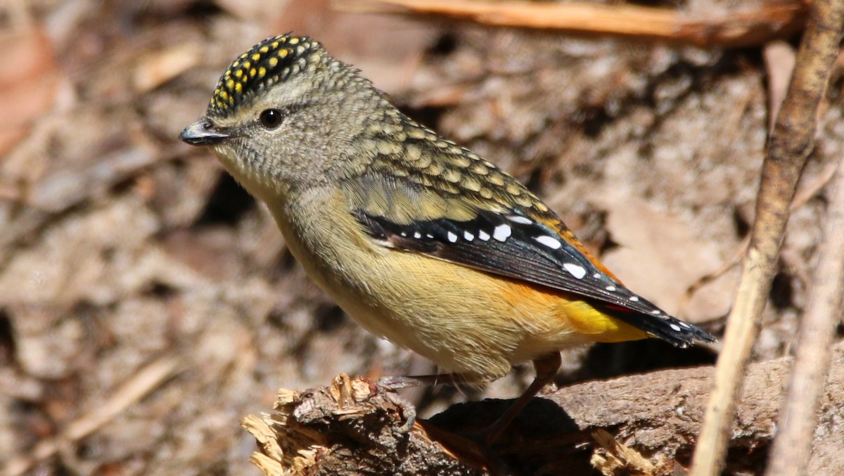 Spotted Pardalote - Thalia and Darren Broughton