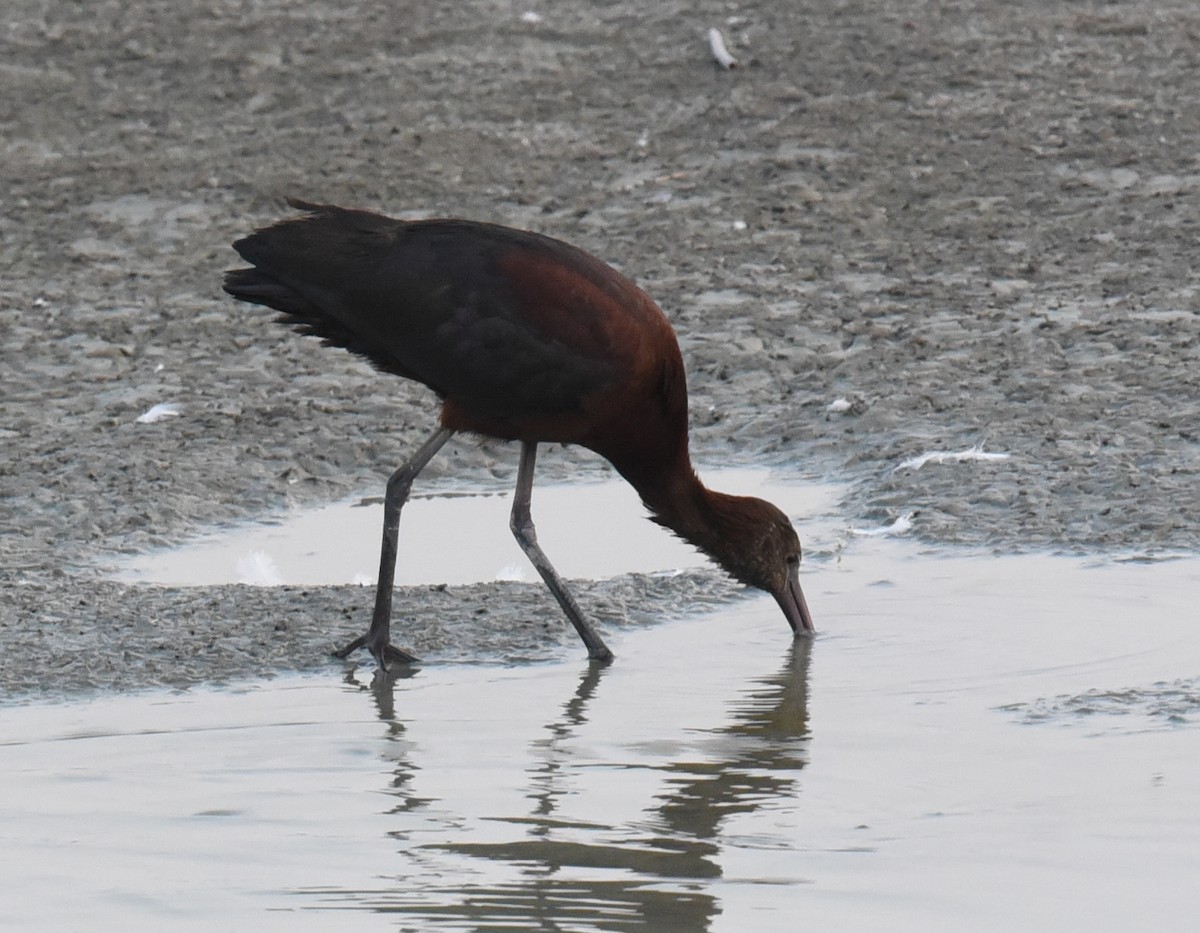 Glossy Ibis - Maurice DeMille