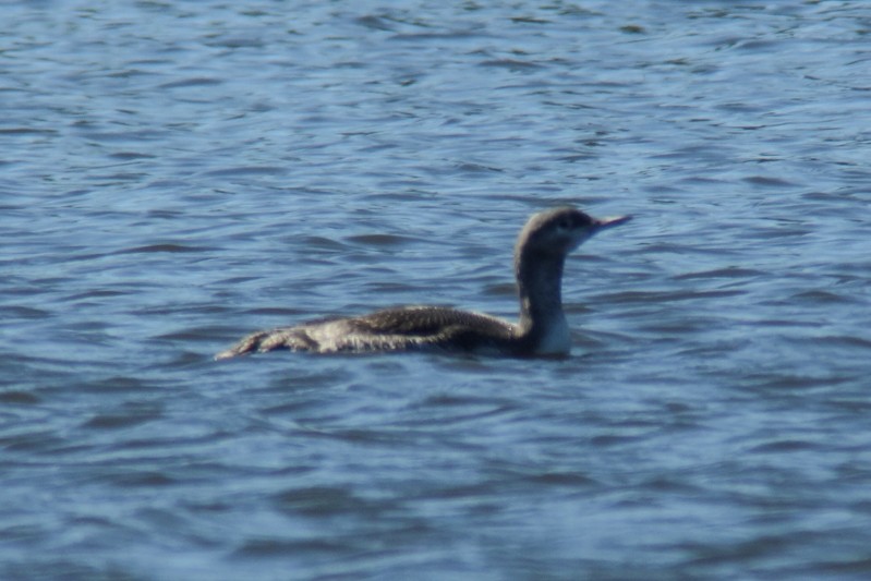 Red-throated Loon - ML37212061